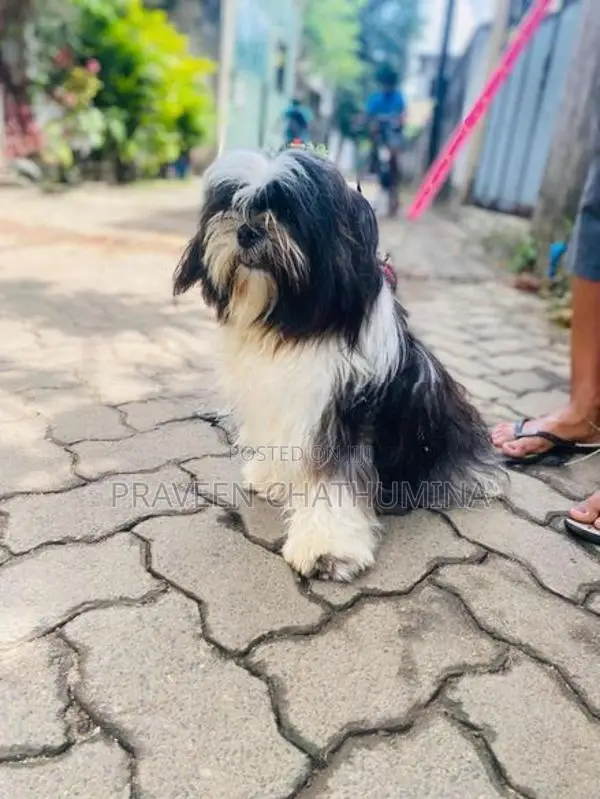 Shih Tzu Puppy