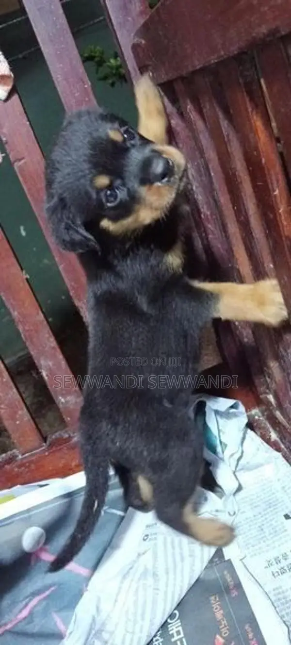 Rottweiler puppy