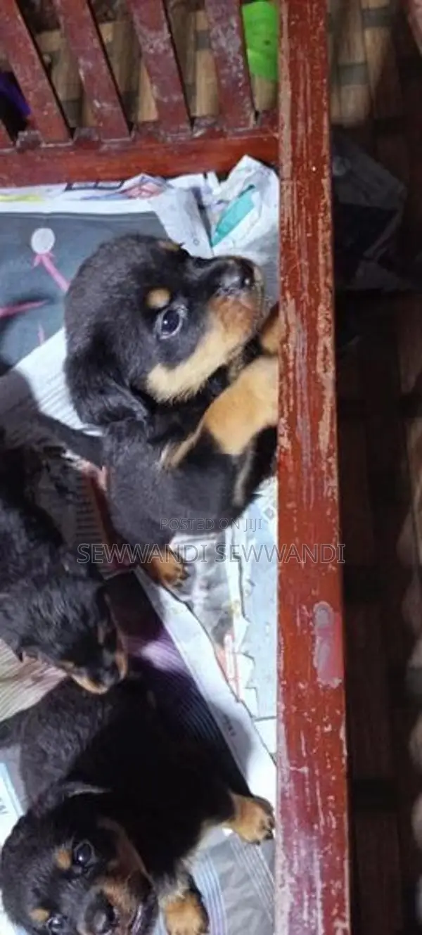 Rottweiler puppy