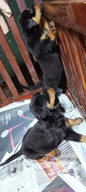 Rottweiler puppy