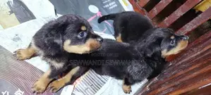 Rottweiler puppy