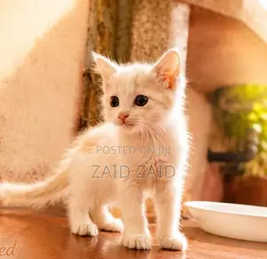 Persian Kitten