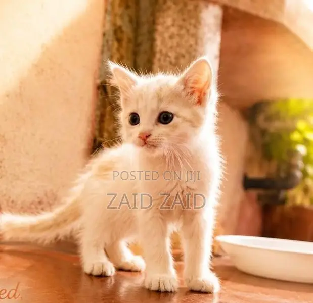Persian Kitten