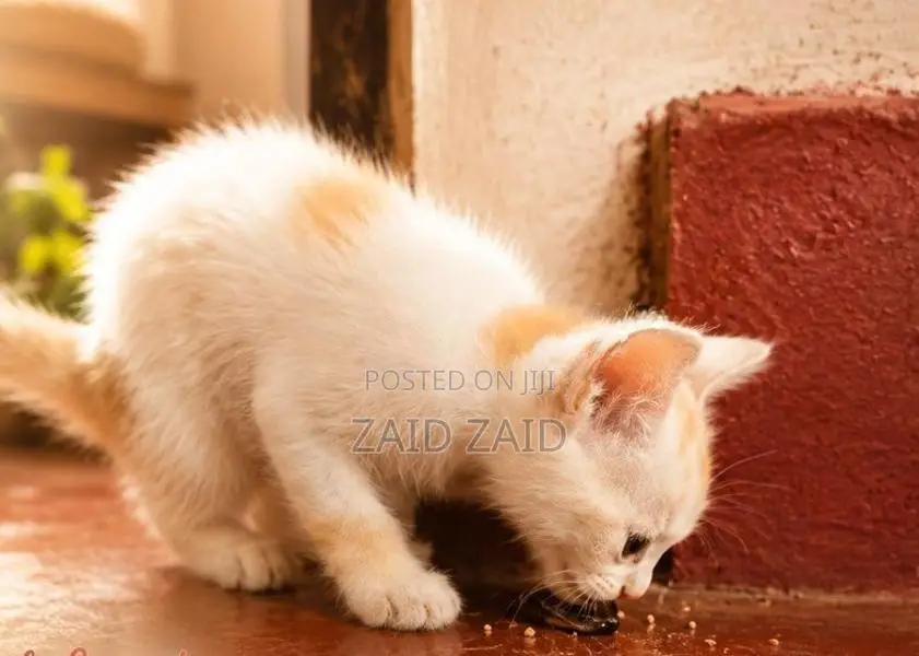 Persian Kitten