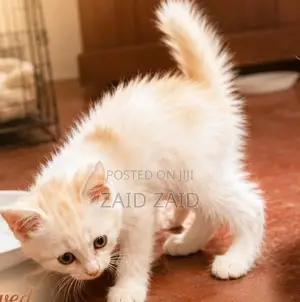 Persian Kitten