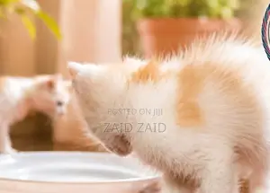 Persian Kitten