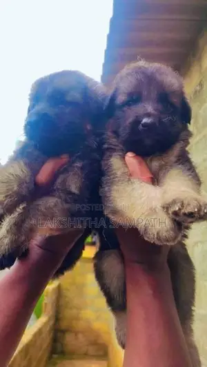 German Shepherd Long Coat Puppies