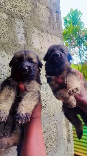 German Shepherd Long Coat Puppies