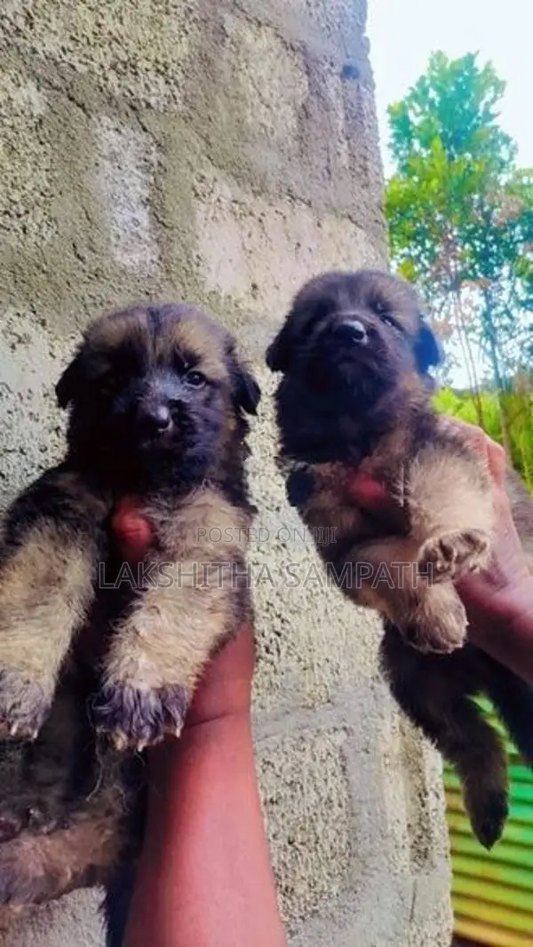 German Shepherd Long Coat Puppies