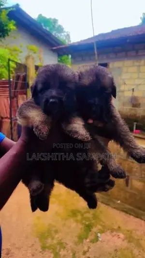 German Shepherd Long Coat Puppies