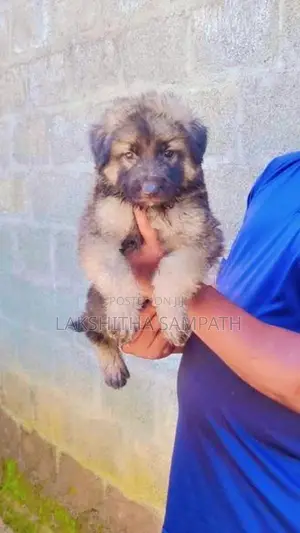 German Shepherd Long Coat Puppies