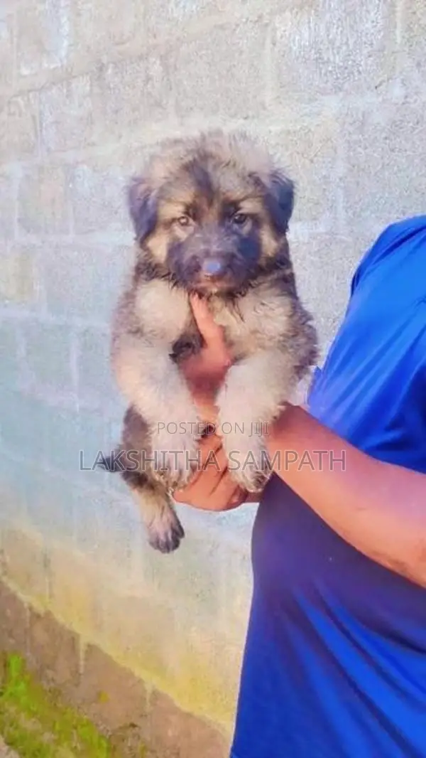 German Shepherd Long Coat Puppies