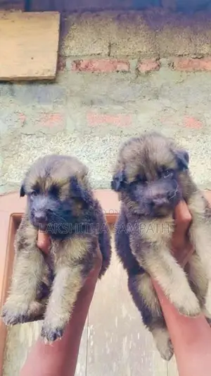 German Shepherd Long Coat Puppies