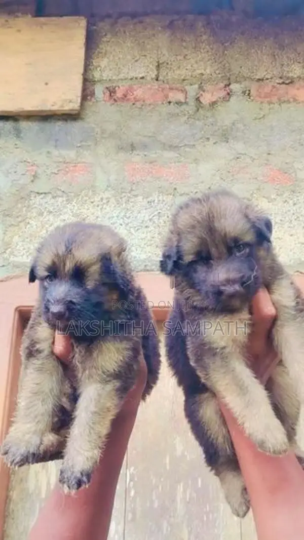 German Shepherd Long Coat Puppies