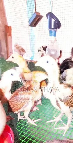 Velladiyan Rooster