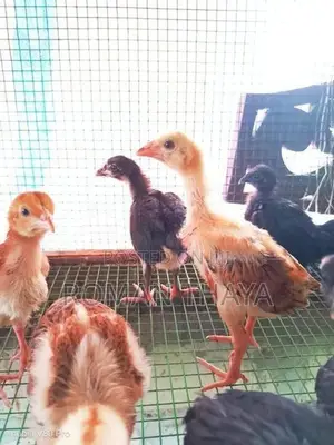 Velladiyan Rooster