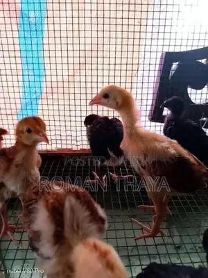 Velladiyan Rooster