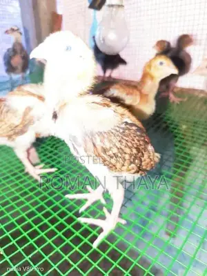 Velladiyan Rooster