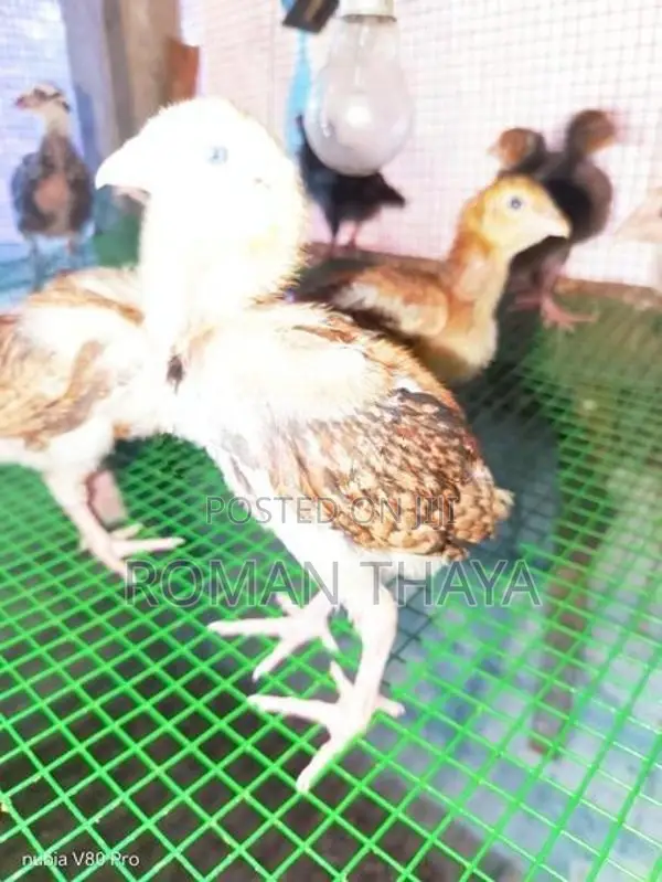 Velladiyan Rooster