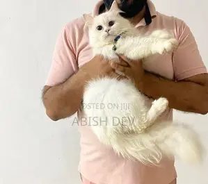 Persian Cat