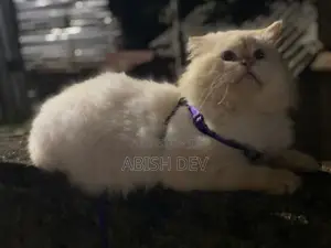 Persian Cat