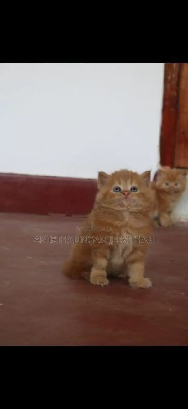 Persian Kittens