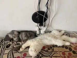 Persian Cat