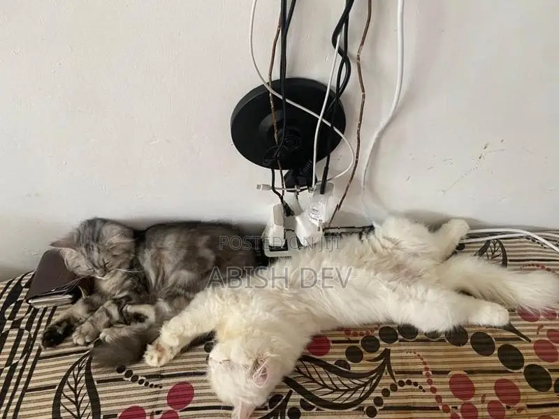 Persian Cat