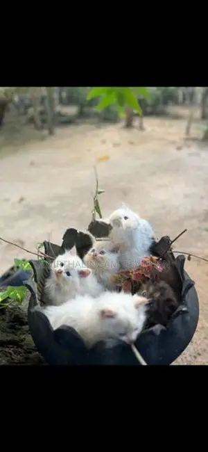 Persian Kittens