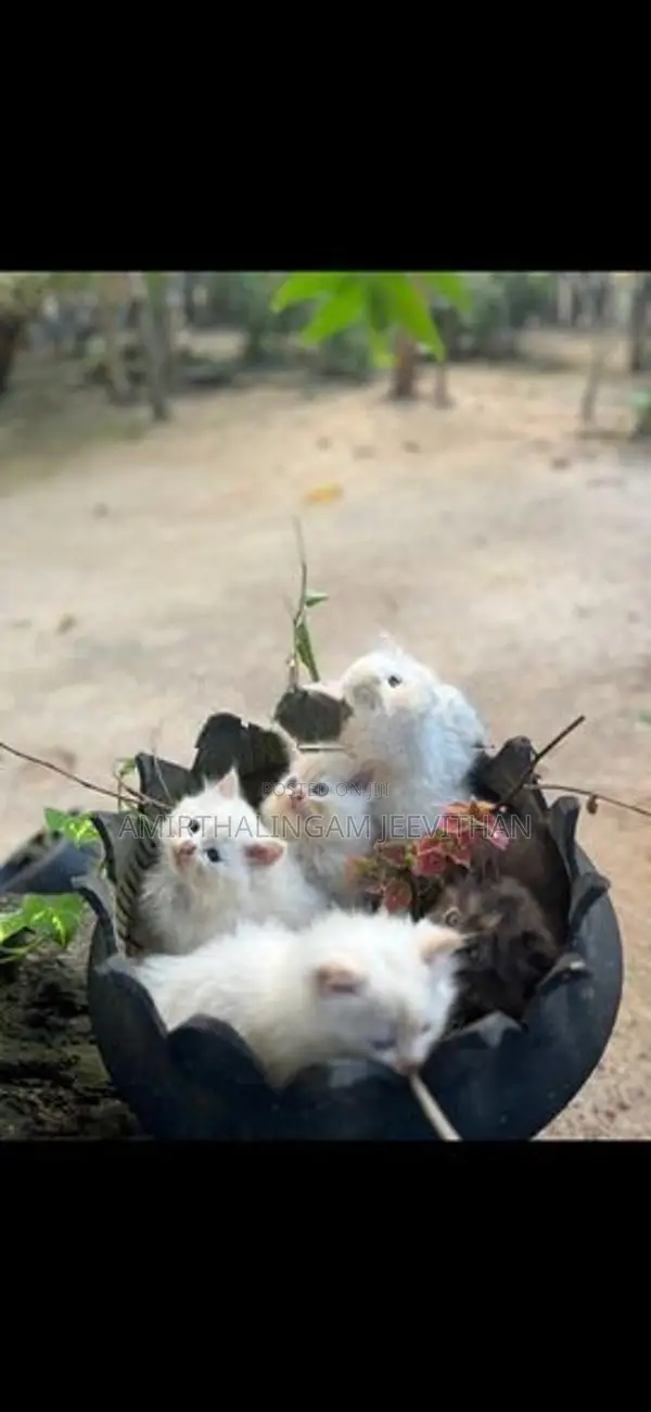 Persian Kittens