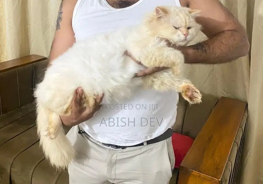 Persian Cat