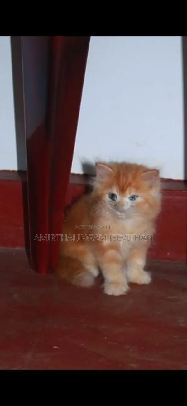 Persian Kittens