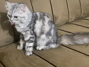 Persian Cat