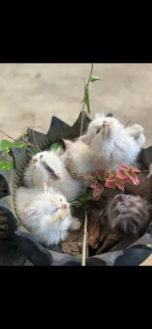Persian Kittens