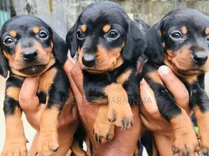 Dachshund Puppies