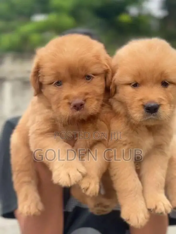 Golden Retriever