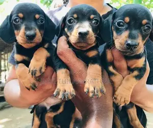Dachshund Puppies