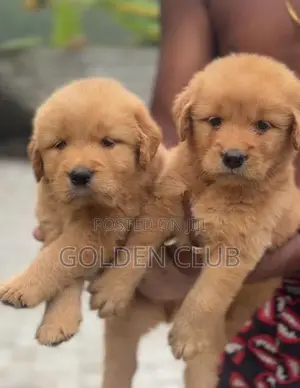 Golden Retriever