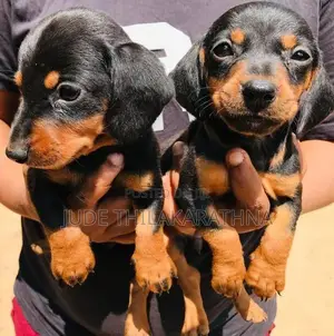 Dachshund Puppies