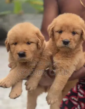 Golden Retriever