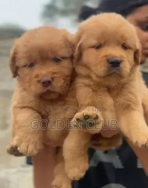 Golden Retriever
