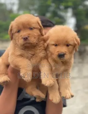 Golden Retriever