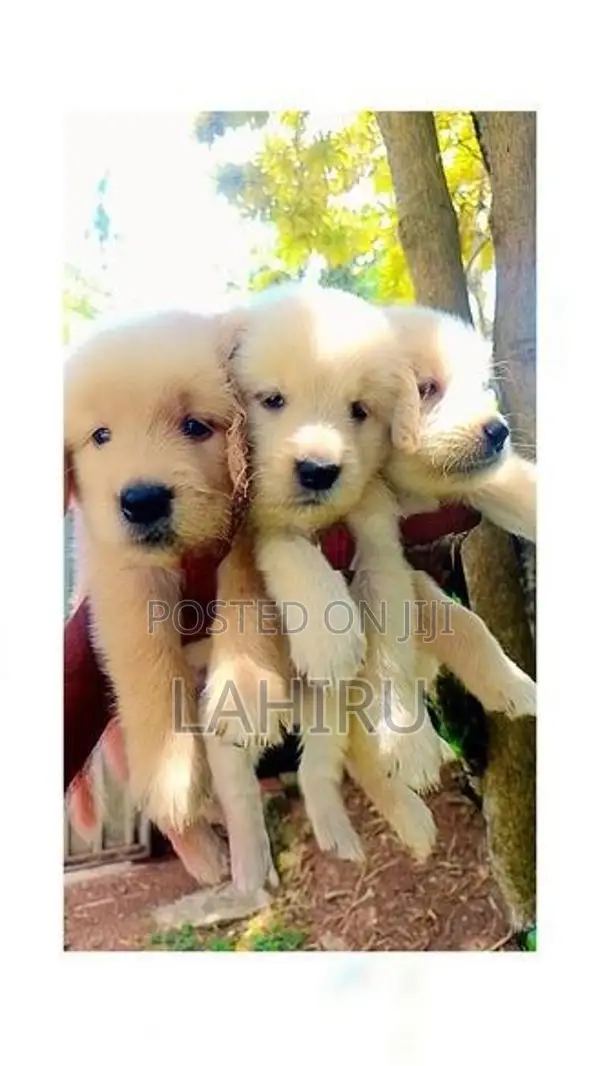 Golden Retriever Puppies
