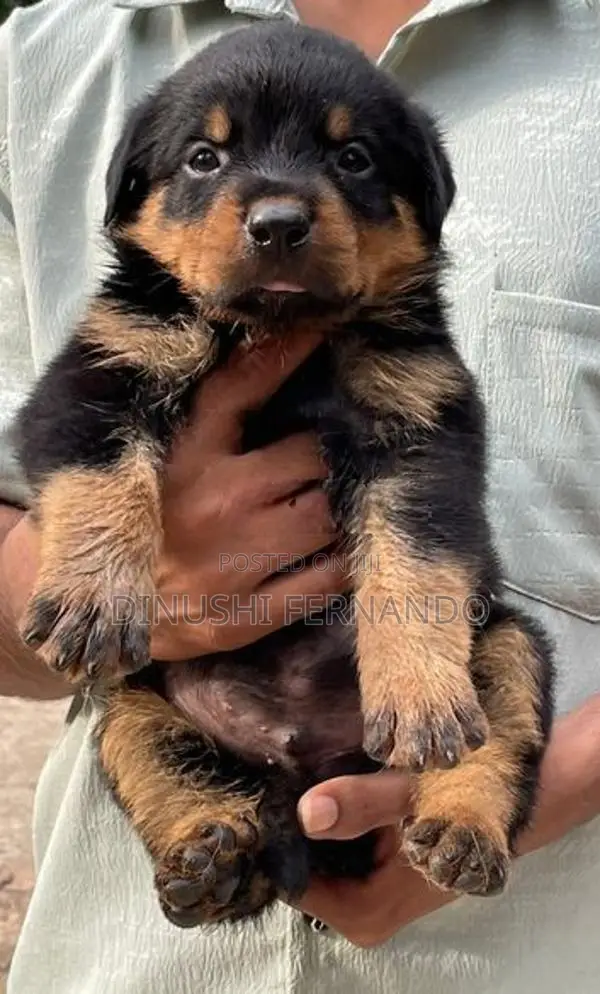 Rottweiler Puppies