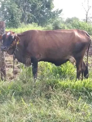 jarcyi cow