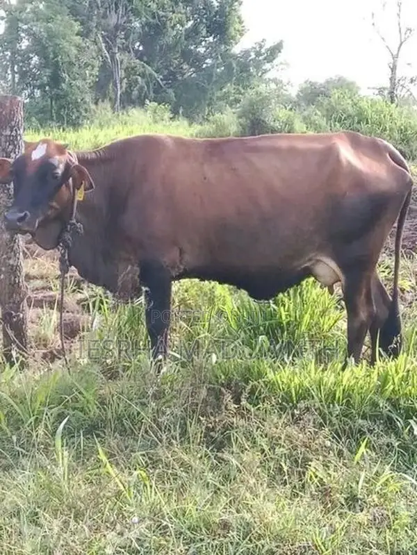 jarcyi cow