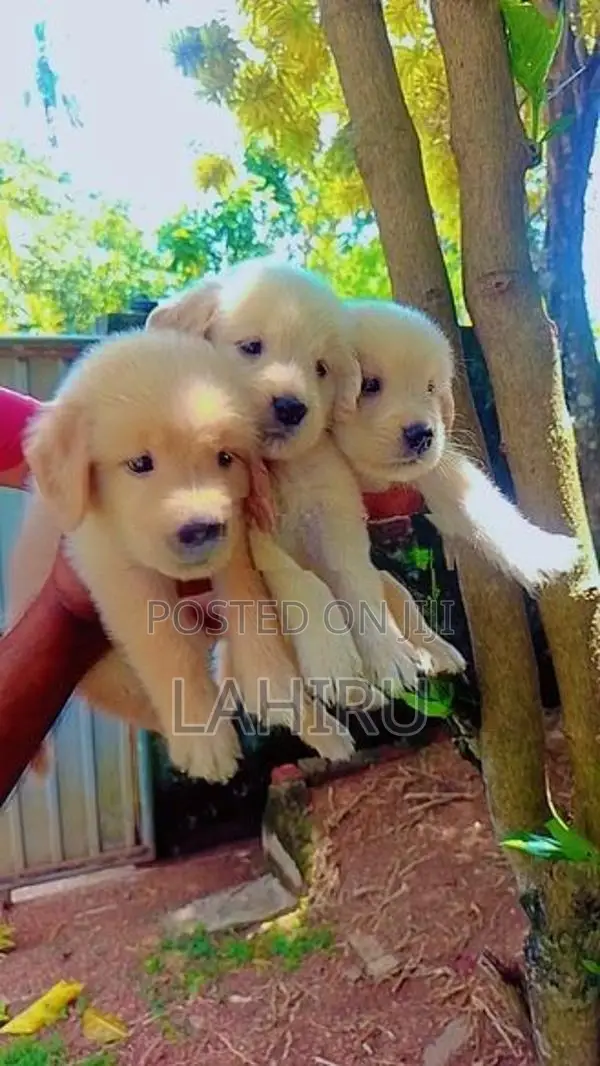 Golden Retriever Puppies
