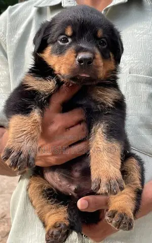 Rottweiler Puppies