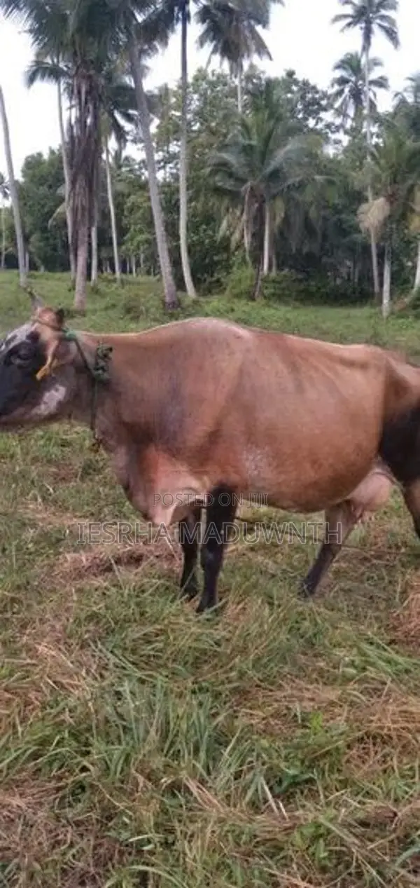 jarcyi cow