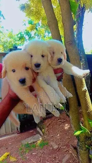 Golden Retriever Puppies